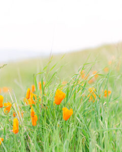 Mt Diablo Poppies
